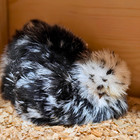 Rare Mottled Silkie Hatching Eggs   Mauve  Black   Chocolate   12 