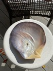 Large Shell 9    X 8   