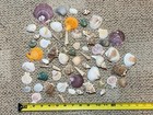 Lot Of Assorted Sea Shells Beach Ocean Craft Decor Multi Colors
