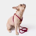 Adjustable Pet Nylon Lead Rope Training Walking Harness Cat Dog Harness   Leash