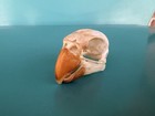 Real Moluccan Eclectus  eclectus Roratus  Parrot Bird Skull Bone