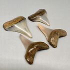 Group Of 4 Very Colorful Fossil Great White Shark Teeth - Peru