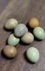 8 Mystery Pack Exotic Button Quail Hatching Eggs Chinese Painted   Rare Colors