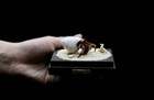 G17 Crab Taxidermy Strawberry Hermit Crab In Glass Box Dome