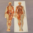 Antique Foldable Anatomical Brochure Depicting Female Anatomy