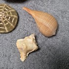 Sea Lot Fossils Shell Coral Urchin Set Lot Orange White Tan Natural Marine
