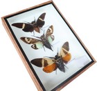 3 Assorted Cicada Taxidermy Real Insect Shadow Box Framed Specimen Decor 8x6 
