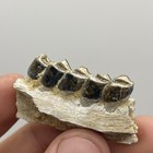 Deer Jaw Segment Fossil Bone Valley Florida Ultra Rare Jaw Fossil