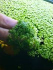 Live Duckweed  lemna Minor  Starter Culture