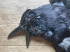 Real Crow  corvus Corone  Feathers Bird Taxidermy Full Skin Black Feathers