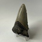 Megalodon Shark Tooth 3 94 Inch - Sharp - Serrated Fossil - Authentic 19999