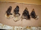 Set Of 4  Tanned Badger Feet  2 Front 2 Back Fur Pelt Native Craft Replace Decor