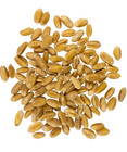 Certified Glyphosate Residue Free Hard White Wheat Berries   5 Lbs   Family Farm