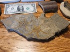 Fossil Lot - Fish  Starfish  Trilobites  And Mammoth