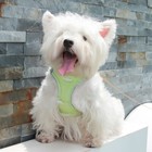 New Dog Cat Soft Walk Collar Safety Strap Vest With Leash Pet Control Harness