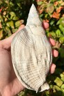 Florida Fossil Gastropod Macrostrombus Huge Pleistocene Age Conch Shell
