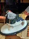 Taxidermy Chinese Lady Amherst Pheasant Cabin Lodge Mancave Decor