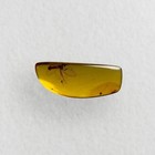 Mantisfly In Burmese   Burmite Amber Fossil   100  Genuine Amber