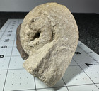     2-1 4  -  Nautiloid Fossil - Pendleton Quarry - Anderson Indiana  Video    140