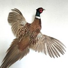 Ringneck Pheasant  phasianus Colchicus  Taxidermy Wall Mount  Home Decor Bird
