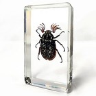 Eyelash Beetle In Resin  Insects In Resin  Real Pine Chafer  Polyphylla Fullo