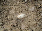 Old Rare Vintage Antique Civil War Relic Miniball Appomattox Virginia With Soil