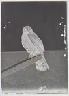 Antique Glass Plate Negative  Hawk On Wooden Perch  Facing The Camera