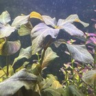 Hygrophila Sp  Bold Rare Live Aquarium Plant Submerged Grown