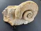 Maclurites Magnus Gastropod- Middle Ordovician-galena Group- Minnesota