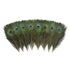 12 Pcs Real Natural Peacock Eye Feathers 10-12 Inch For Diy Craft  Wedding An   