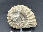 6    Cretaceous Mortoniceras Texas Fossil Ammonite  Bed Buddies W nice Sutures 