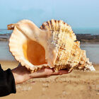 Natural Rubeta Conch Shell Sea Snail Gift Home Fish Tank Ornament 22-23cm