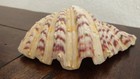 Natural Bear Paw Clam Shell Hippopus Hippopus Cream Burgundy Spotted 5 5  Decor