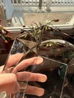 Vintage Ash Tray Huge Heavy 9    Inch Octagon Clear Glass Cigar Cigarette Beautifu