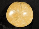 Big  Polished 150 Million Year Old  Sand Dollar Fossil Madagascar 170gr