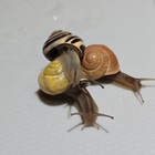 Three  3  Various Live Pet Snails  cepaea Nemoralis   Grove Snials