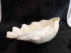 Awesome Old Vintage Natural Half Tridacna Clam Shell fabulous Decor