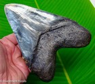 6 10     Megalodon Shark Tooth  - Monster Size  Real Fossil  W   Display Stand