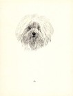 Antique Maltese Print 1935 Wardle Maltese Art Illustration Cfw 5915f