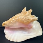 Vtg Large Queen Conch Shell 10    Pink Interior Natural Coastal Nautical  Decor