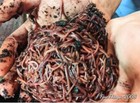  200   Live Red Wiggler Worms    compost Worms    free Shipping    manure Free