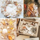  Sea Shells Mixed Ocean Seashells 1 2 -3 5  Various Sizes Beach Seashells 
