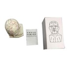 Head Acupuncture Model 20cm Chinese Traditional Medical Definition Face Facial