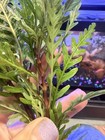 Live Hygrophila Pinnatifida Freshwater Aquarium Plant Bunch
