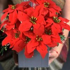 8 Pack 7 Heads Red Christmas Artificial Poinsettia Flowers Faux Bush Bouquet