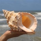 Large Natural Frog Shell Conch Large Seashell Rare Real Beach Home Deco 9-12 