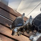 Double Sea Turtles Figurine Statue Nice Marine Ocean Life 14    Inches Tall 