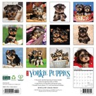Willow Creek Press   Just Yorkie Puppies 2025 Wall Calendar