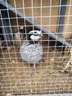 12 Snowflake Bobwhite Hatching Quail Eggs