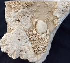 Huge Travertine Crab Fossil  13cm By 12cm Fossil Travertine Crab Potamon